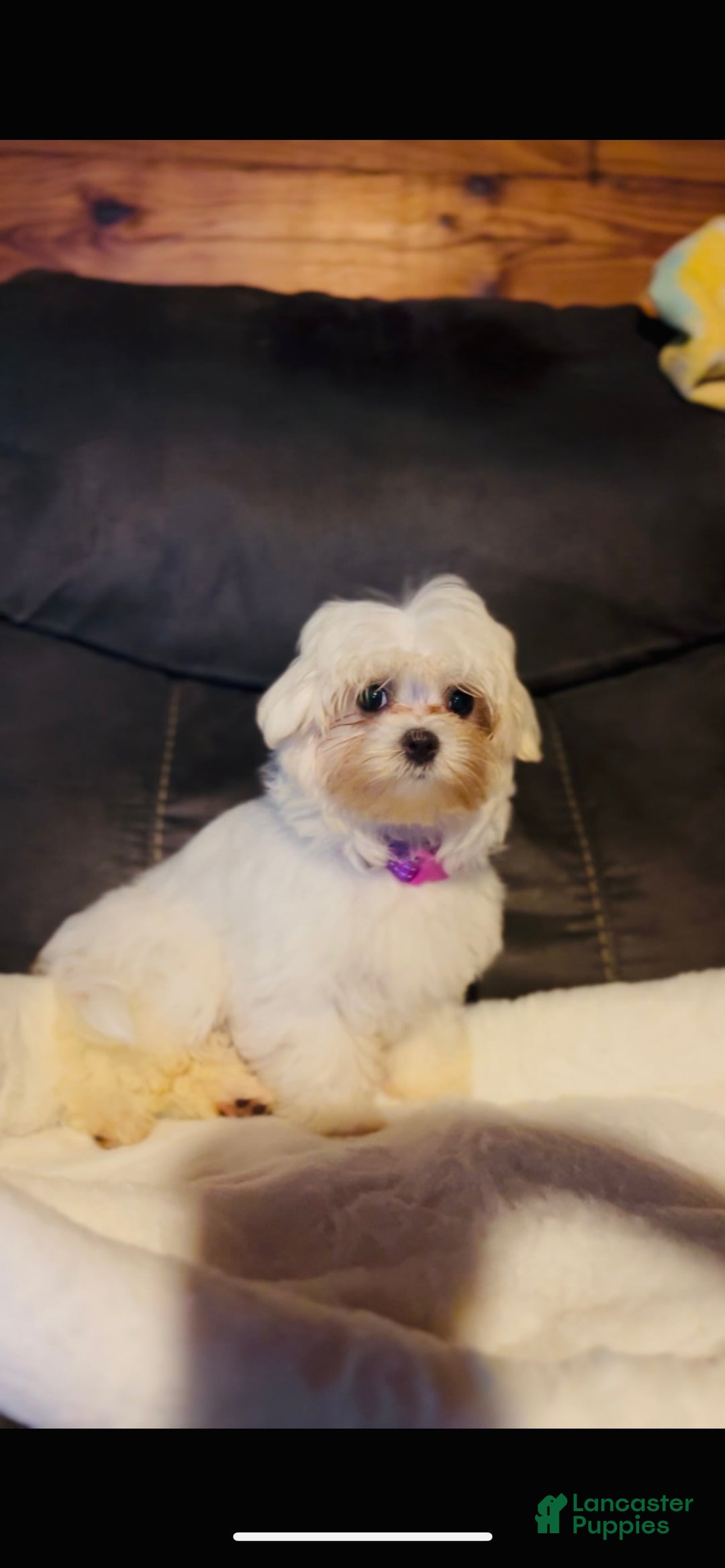 Maltese dogs for sale: Emmas Girl - Image 1
