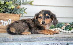 Miniature Dachshund dogs for sale: Jasper - Image 3