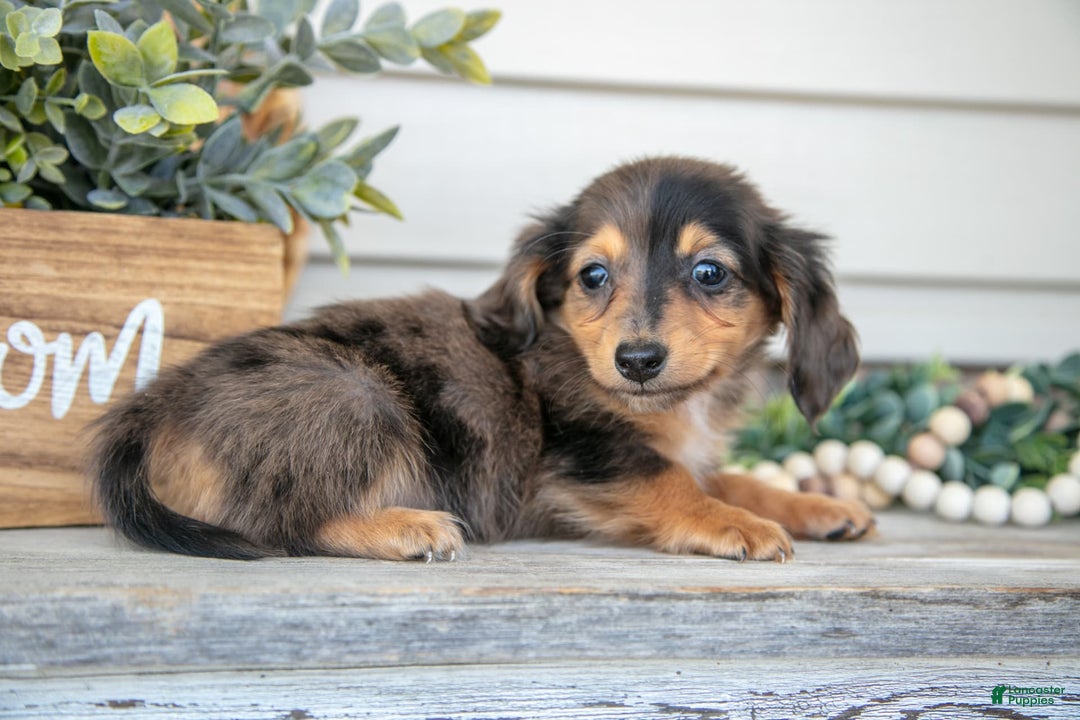 Miniature Dachshund dogs for sale: Jasper - Image 3