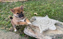 Shiba Inu dogs for sale: Dora - Image 5