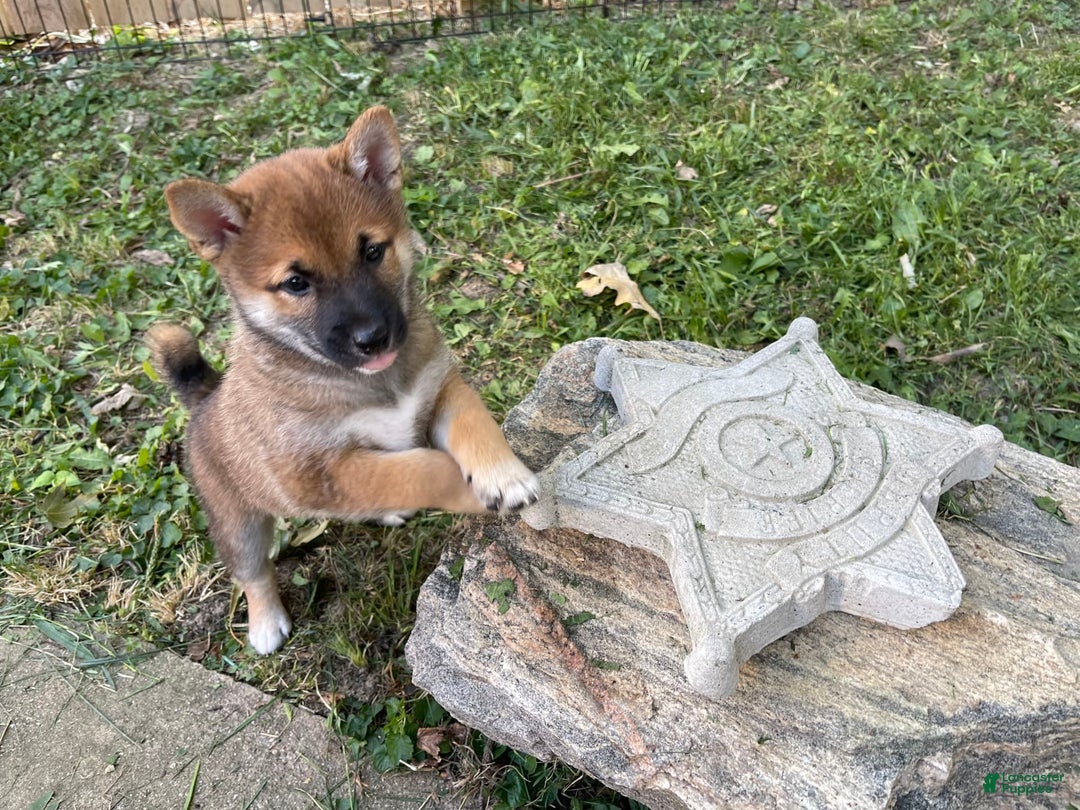 Shiba Inu dogs for sale: Dora - Image 5