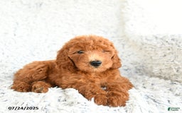  dogs for sale: Mini Goldendoodle 8 puppies - Image 11