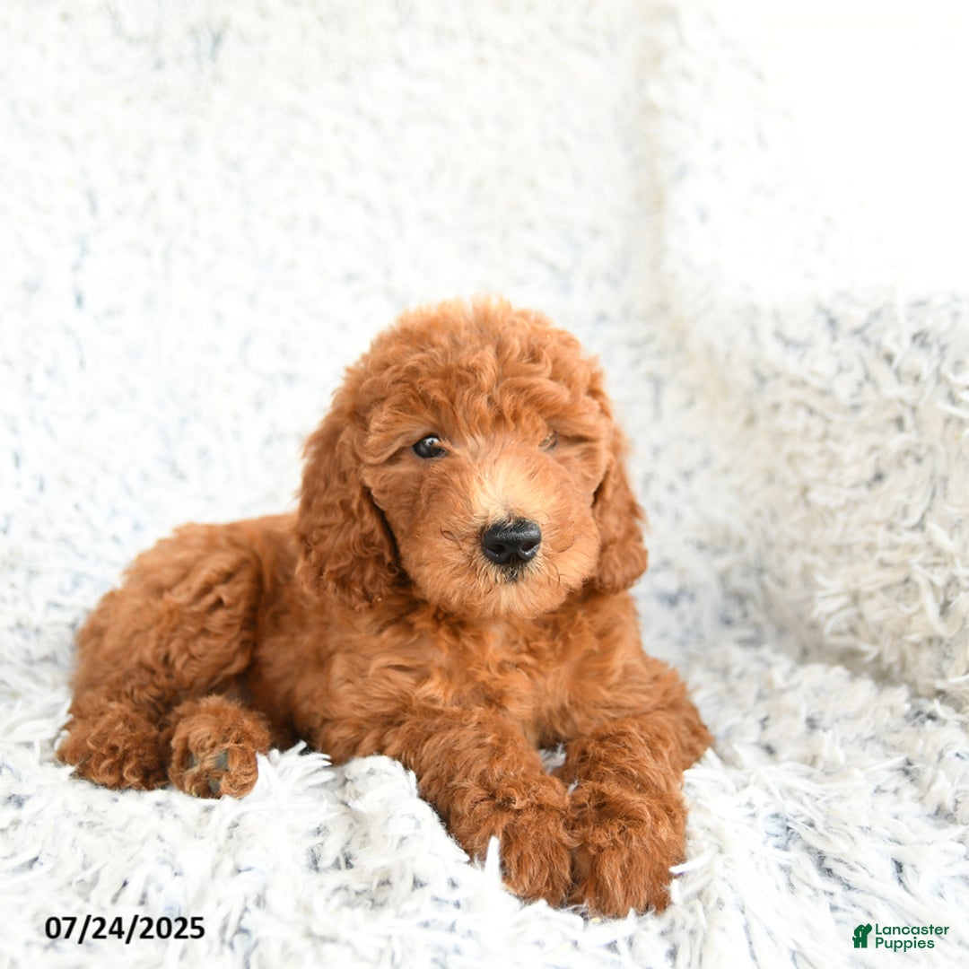  dogs for sale: Mini Goldendoodle 8 puppies - Image 11