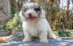 Cavapoo dogs for sale: Stevie - Image 1