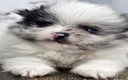 Pomeranian dogs for sale: Blue Eye - Blue Merle - Extreme Parti - Image 24
