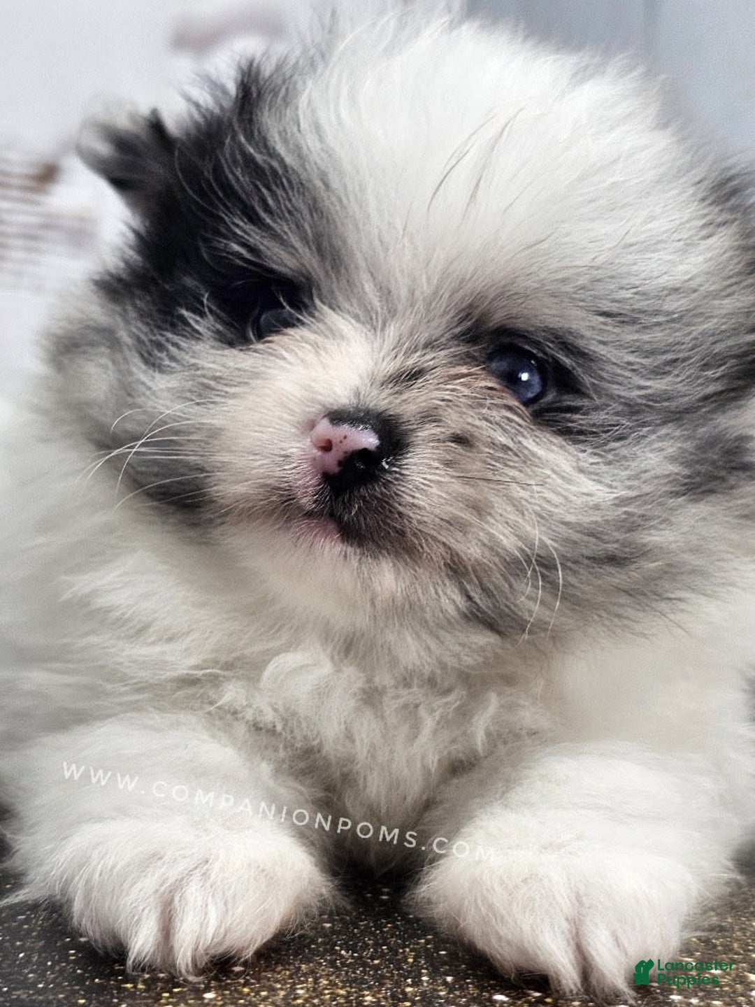 Pomeranian dogs for sale: Blue Eye - Blue Merle - Extreme Parti - Image 24