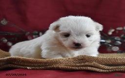 Maltese dogs for sale: Blake - Image 3
