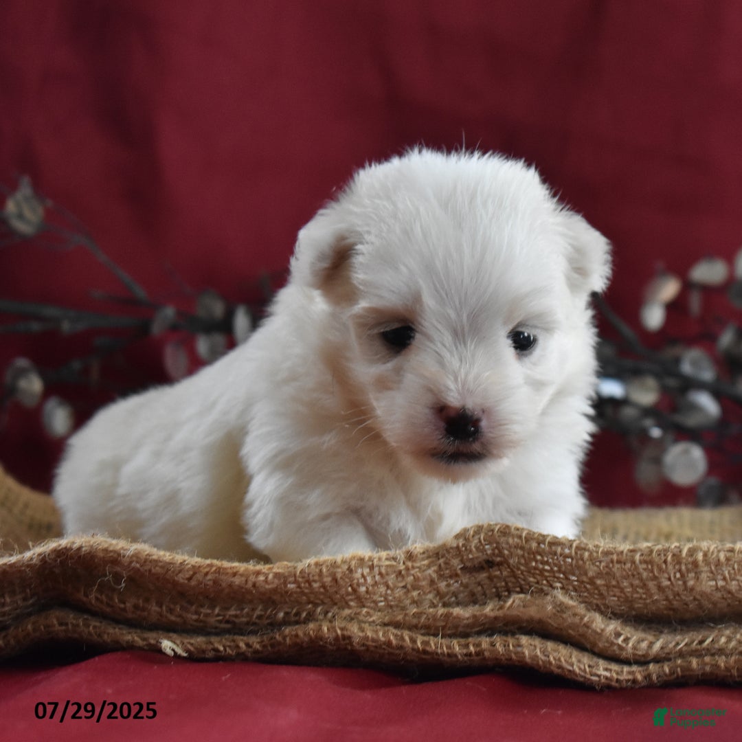 Maltese dogs for sale: Blake - Image 3