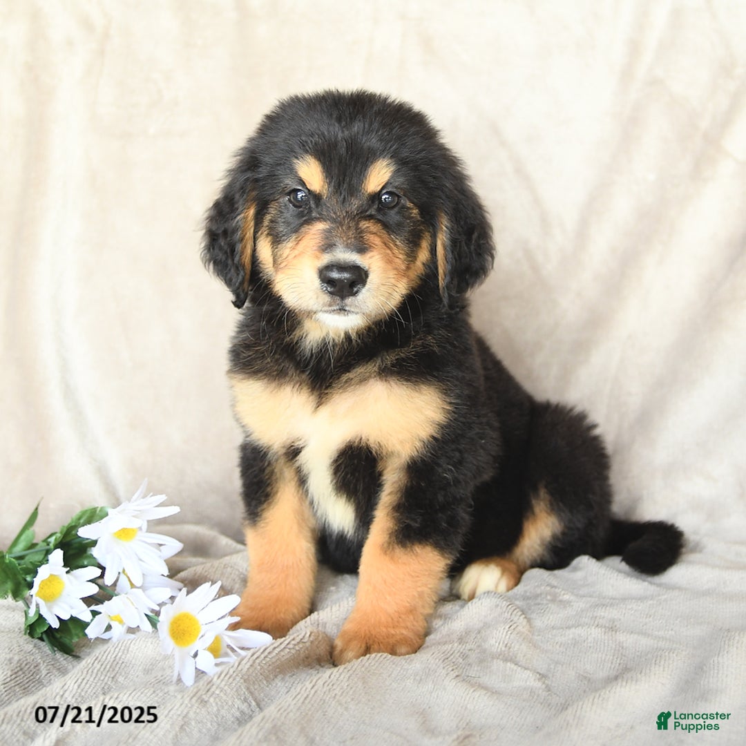 Bernese Mountain Dog dogs for sale: Smokey - Image 2
