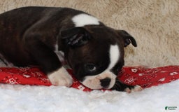 Boston Terrier dogs for sale: Dexter - Image 8