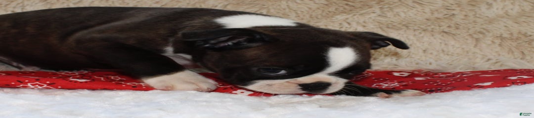 Dexter