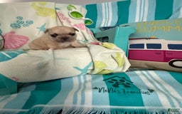 French Bulldog dogs for sale: Akc Cream Black Mask Spot - Image 17