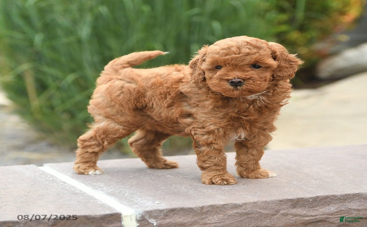 Toy Poodle dogs for sale - Ad 5