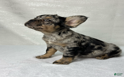 French Bulldog dogs for sale: Ruby - Image 6