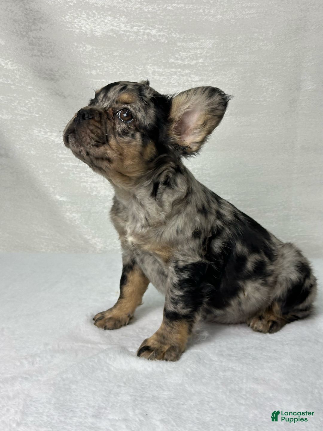 French Bulldog dogs for sale: Ruby - Image 6