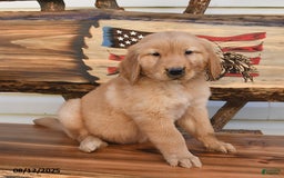 Golden Retriever dogs for sale: Mack - Image 2