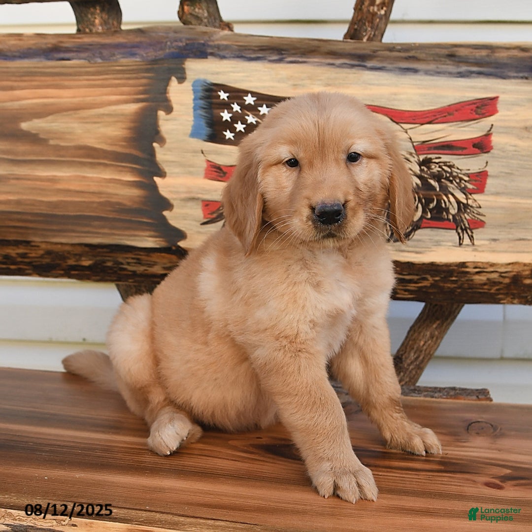 Golden Retriever dogs for sale: Mack - Image 2
