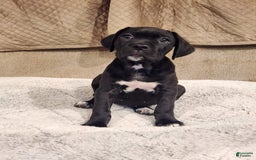 Cane Corso dogs for sale: Socks - Image 5