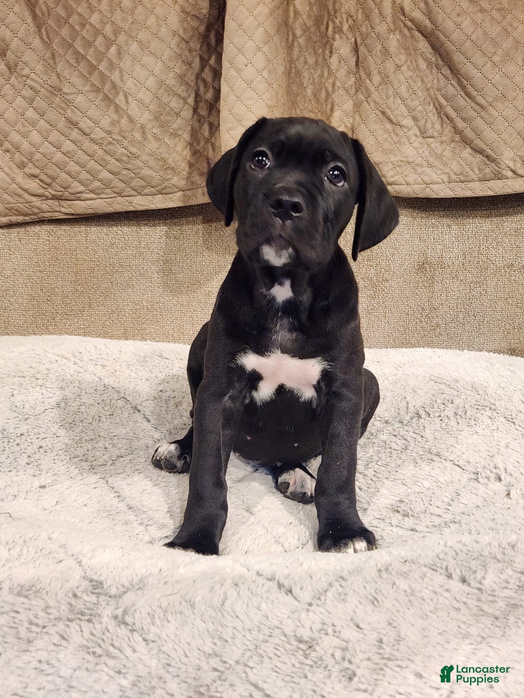Cane Corso dogs for sale: Socks - Image 5