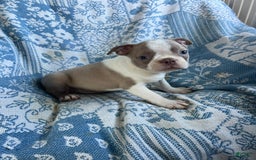 Boston Terrier dogs for sale: Carson - Image 5