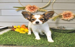Papillon dogs for sale: Blake - Image 14