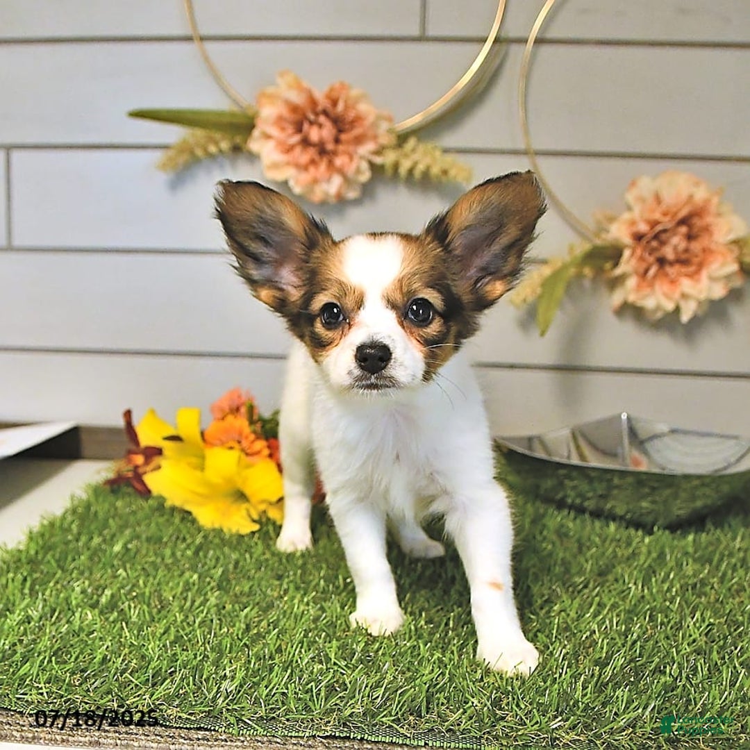 Papillon dogs for sale: Blake - Image 14