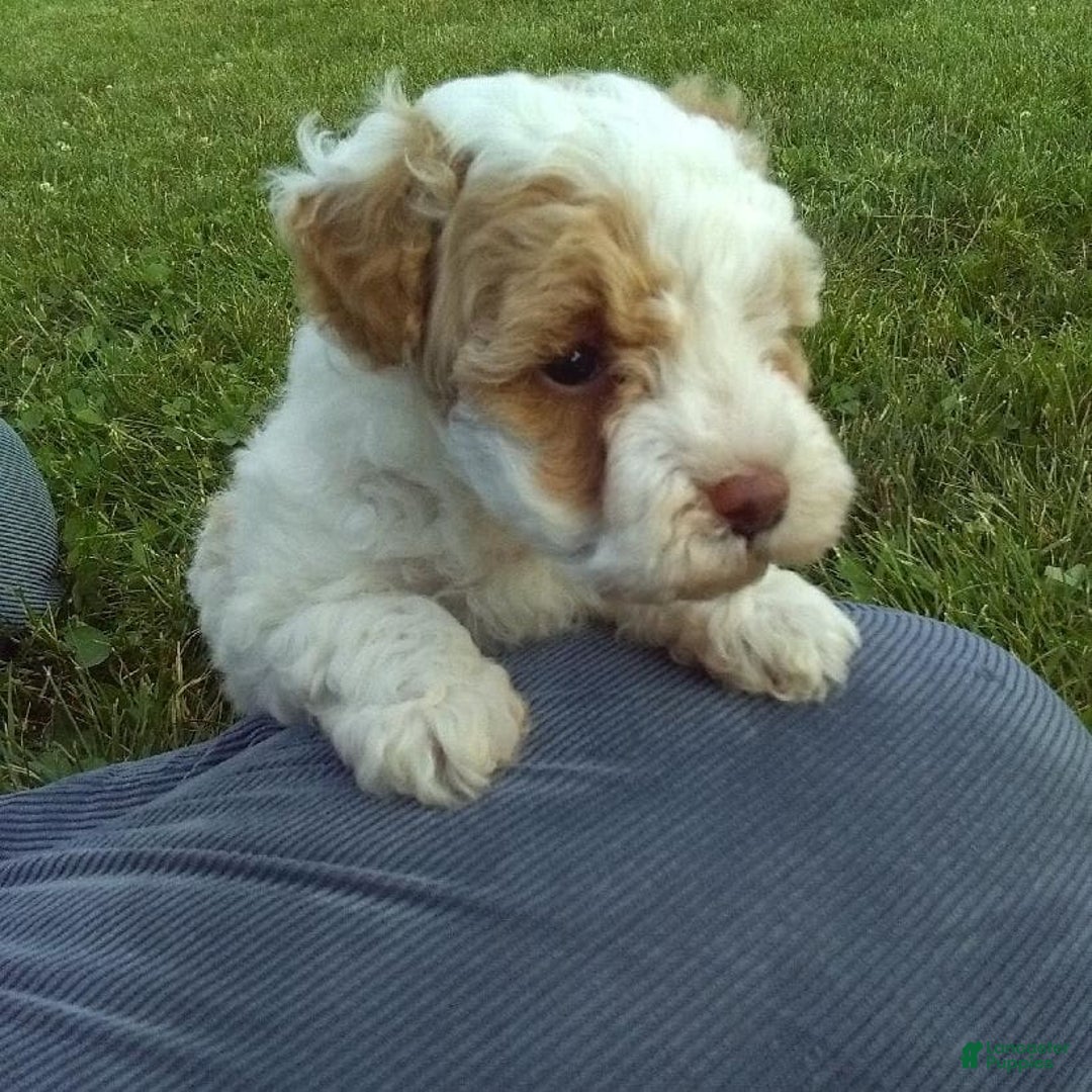 Toy Poodle dogs for sale: Chloe - Image 8