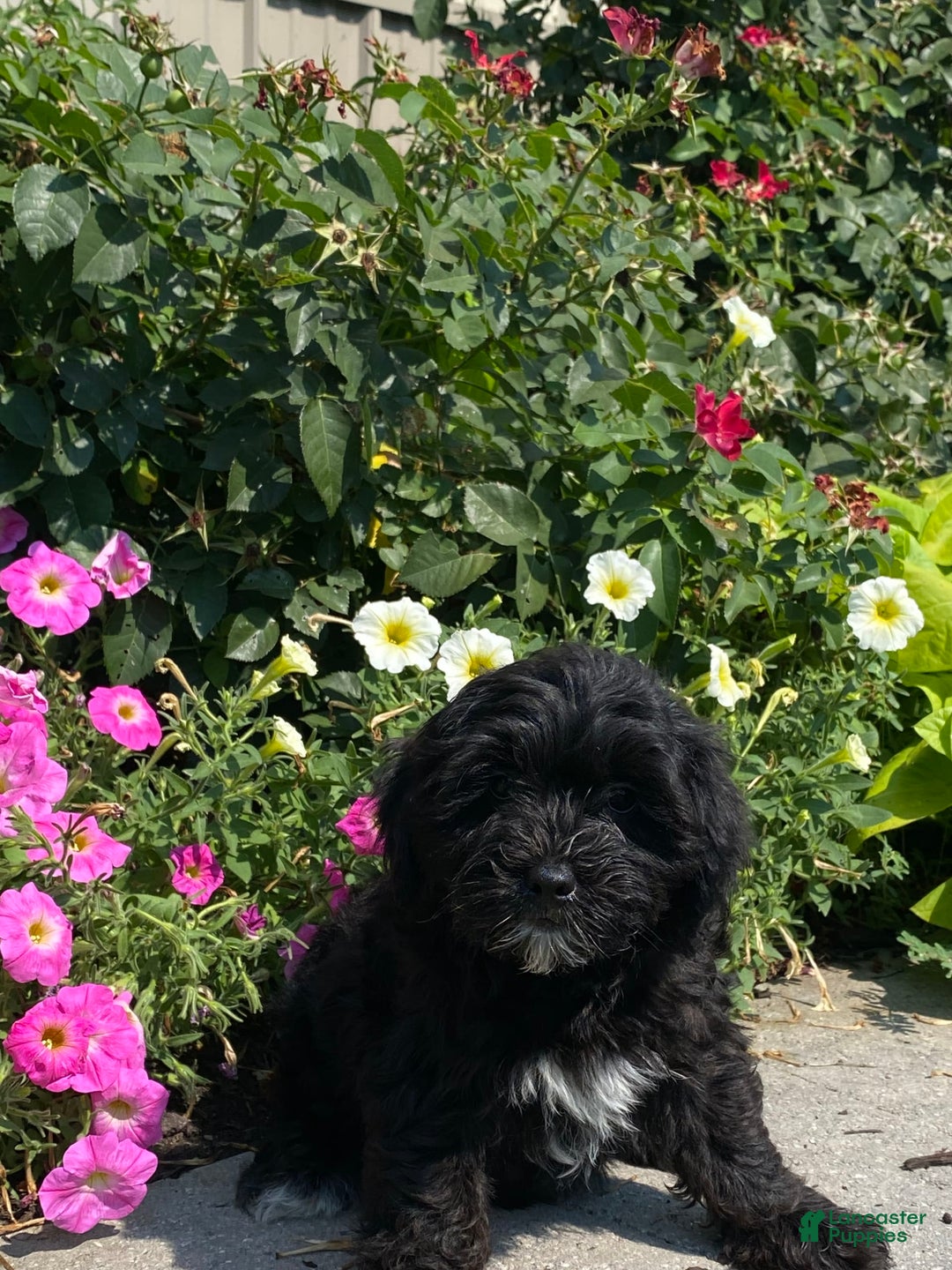 Lhasapoo dogs for sale: Jonah - Image 2