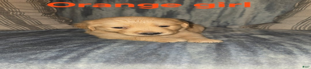 Orange Girl