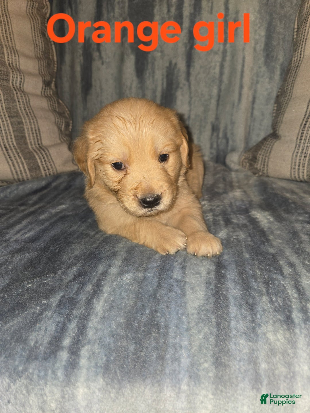 Golden Retriever dogs for sale: Orange Girl - Image 1