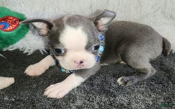Boston Terrier dogs for sale: Dexter - Image 1