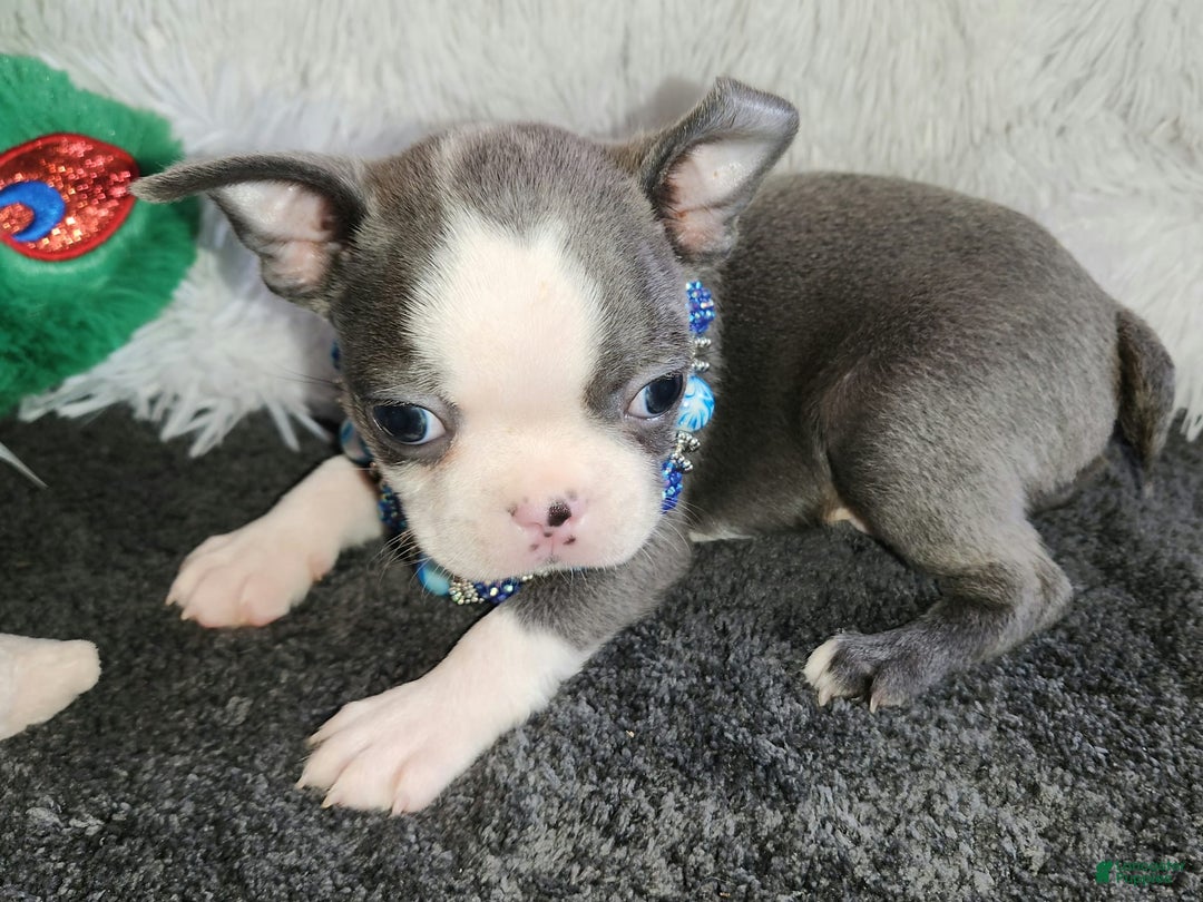 Boston Terrier dogs for sale: Dexter - Image 1