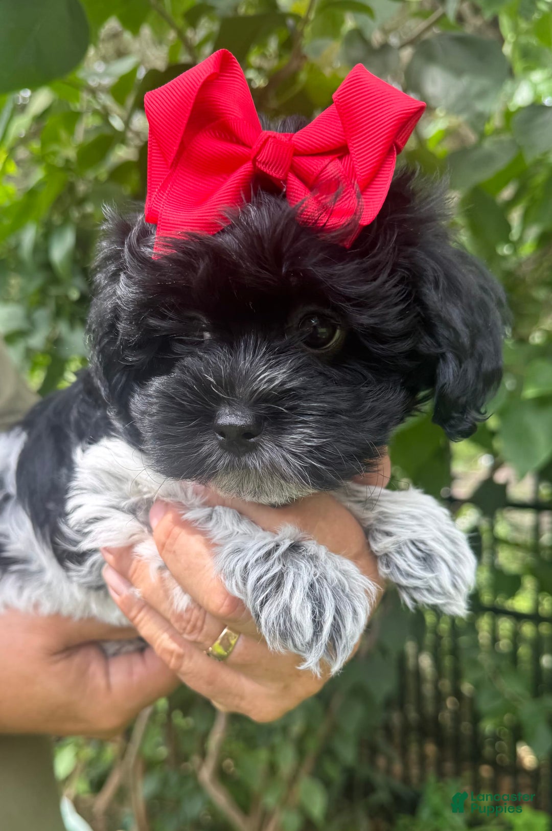 Maltipoo dogs for sale: Penny - Image 5