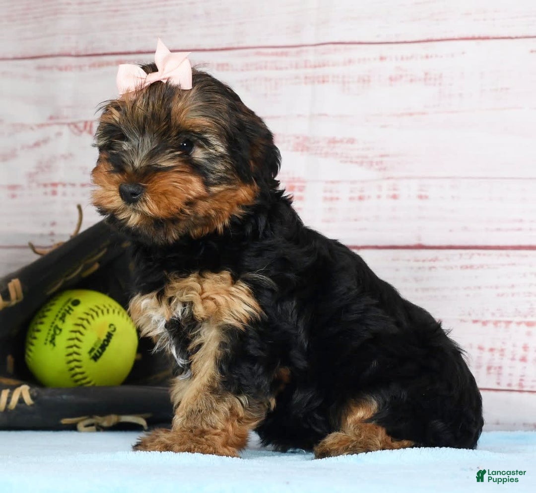 Yorkshire Terrier dogs for sale: Kylie - Image 2