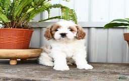 Cavapoo dogs for sale: Sky - Image 4