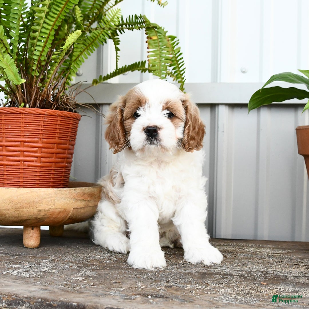 Cavapoo dogs for sale: Sky - Image 4