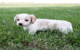Miniature Dachshund dogs for sale: Precious - Image 1