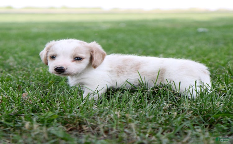 Miniature Dachshund dogs for sale - Ad 1