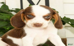 Beagle dogs for sale: Phil - Image 4