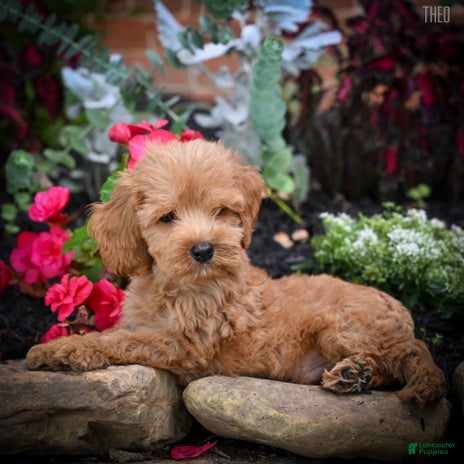 Cockapoo dogs for sale - Ad 1