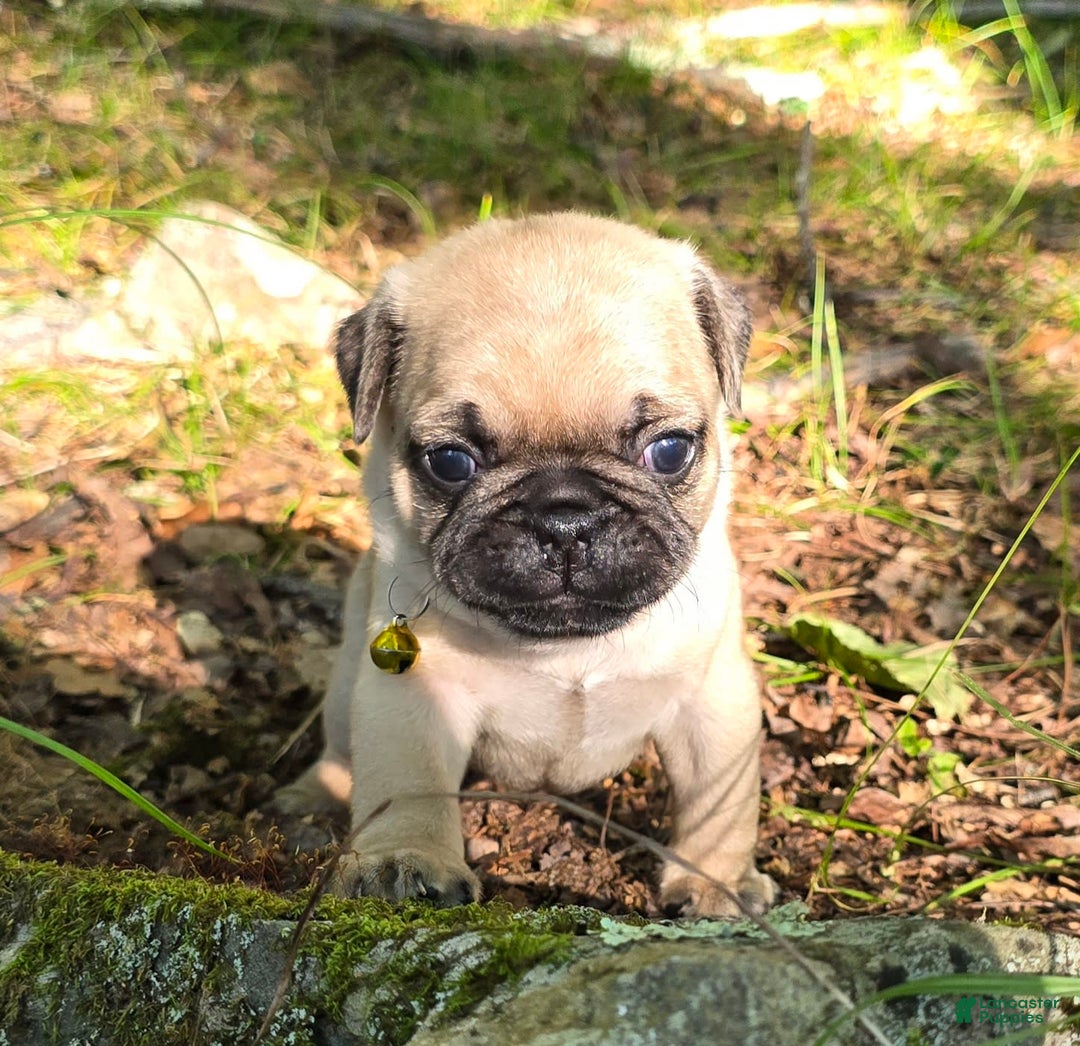 Pug dogs for sale: Davy - Image 25