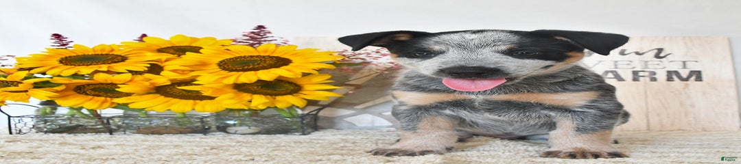 Roscoe