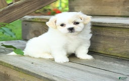 Teddy Bear dogs for sale: Ivy - Image 1