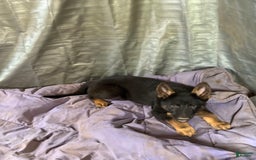 German Shepherd dogs for sale: Princess - Image 2