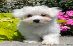 Coton De Tulear dogs for sale: Charles - Image 1