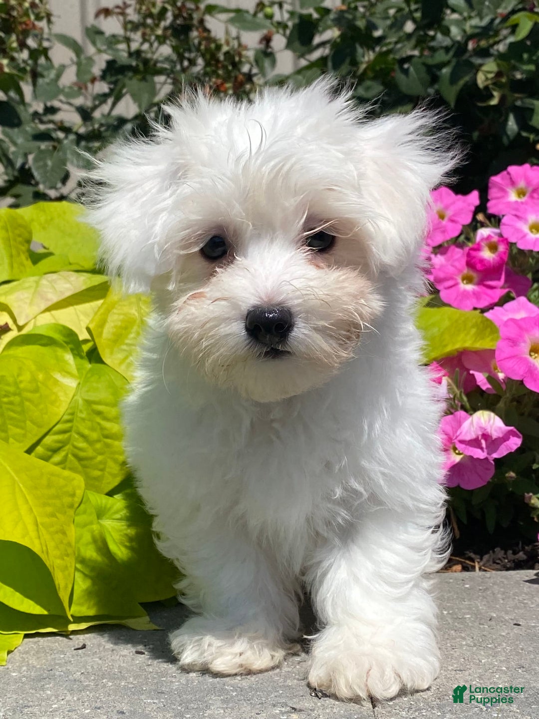 Coton De Tulear dogs for sale: Charles - Image 1