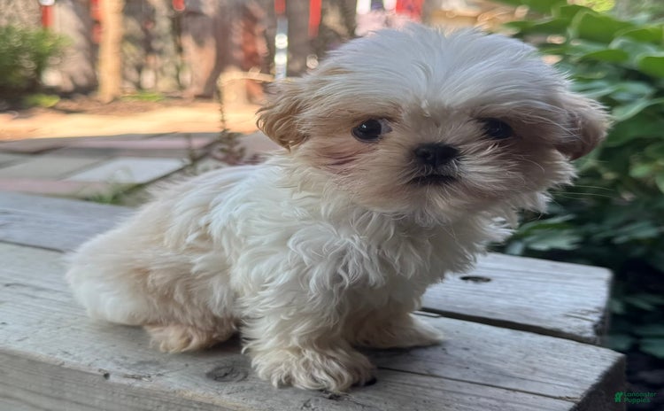 Shih Tzu dogs for sale - Ad 1