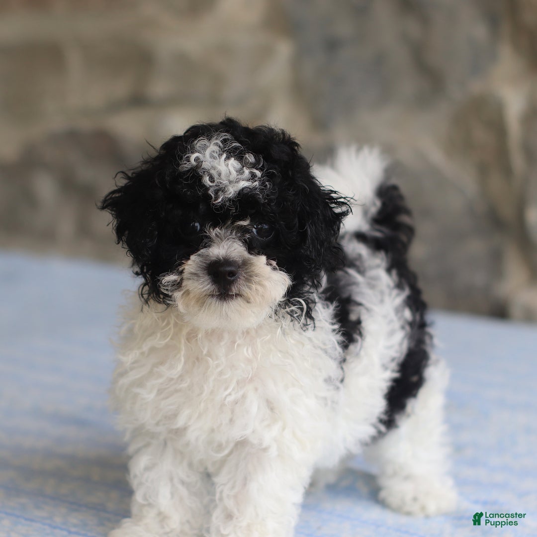 Toy Poodle dogs for sale: Prince - Image 2