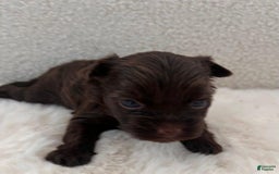 Yorkshire Terrier dogs for sale: Zelie - Image 4