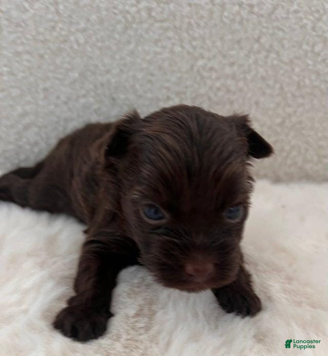 Yorkshire Terrier dogs for sale: Zelie - Image 4